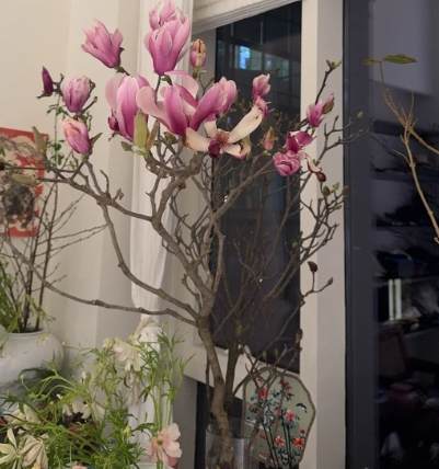 玉蘭花盆栽問題