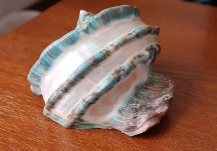 夜光貝加工步驟