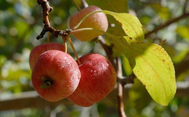 海棠果食用方法 海棠果食用方法