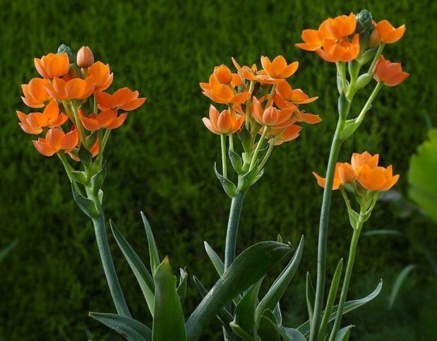 帝王萬年青品種