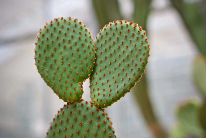 仙人掌種類介紹 仙人掌種類介紹