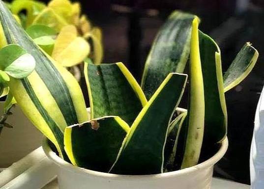 葉子繁殖技巧 葉子繁殖技巧