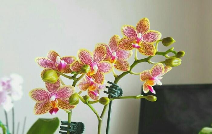 蘭花花掉光原因