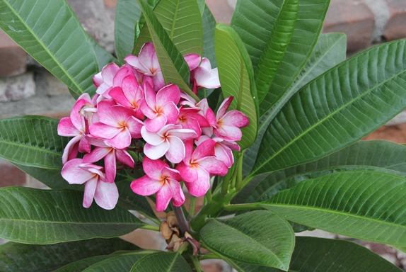 雞蛋花日照需求