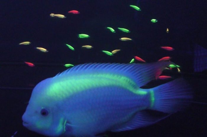 螢光魚生育