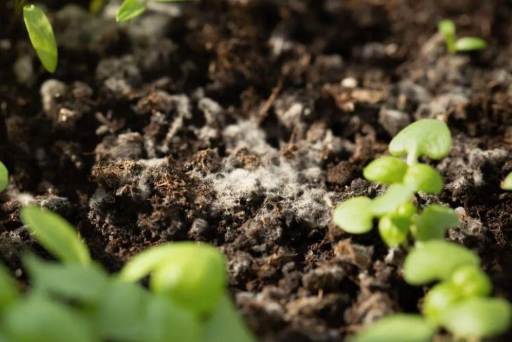 花盆发霉解决方法 花盆发霉解决方法