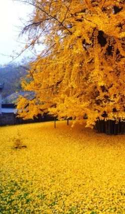 代表自己的植物 代表自己的植物