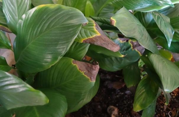 松柏葉子變黃處理