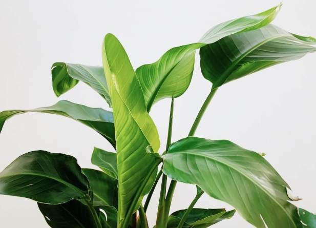 天堂鳥養護方法