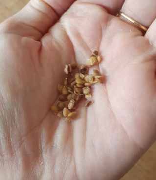 番茄種子哪裡買 番茄種子哪裡買