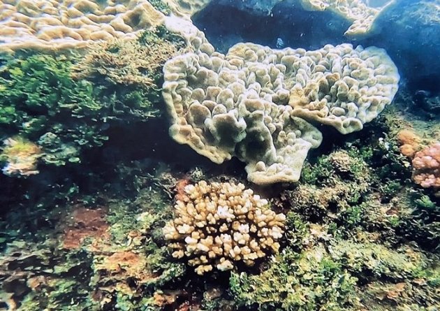 沖繩珊瑚 台灣 海關