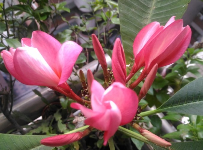 雞蛋花葉子焦黃