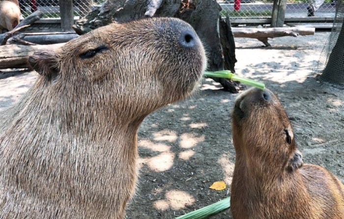 水豚互動體驗 水豚互動體驗