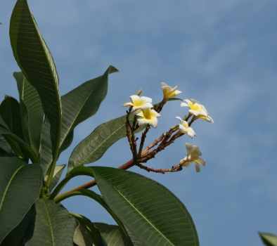 雞蛋花顏色意義