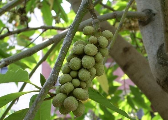 玉蘭花種子購買 玉蘭花種子購買