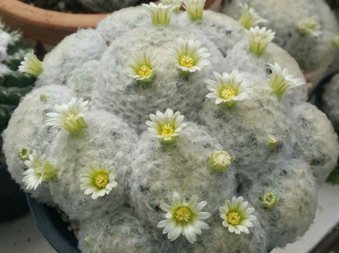 白星仙人掌開花條件 白星仙人掌開花條件