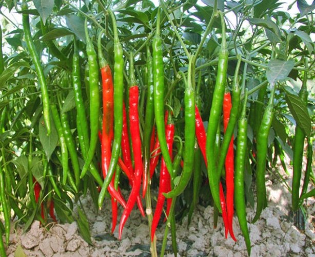 辣椒种植季节 辣椒种植季节