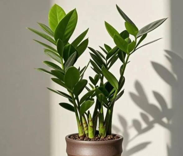 金錢樹換盆方法