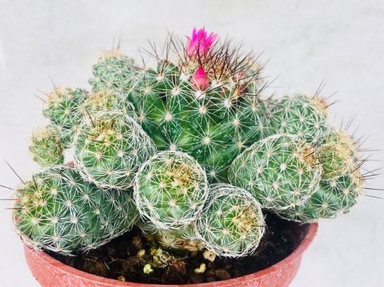 銀手指養護 銀手指養護