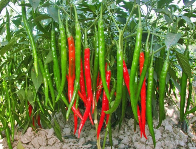 辣椒怎麼種