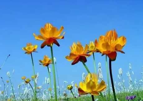 金蓮荷花種植 金蓮荷花種植