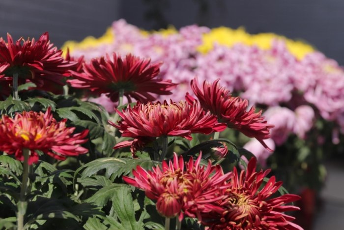 菊花栽培技巧 菊花栽培技巧