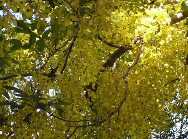 開花樹推薦 開花樹推薦