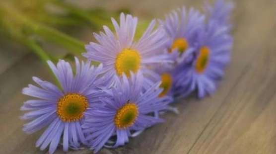 小雛菊花語紫色