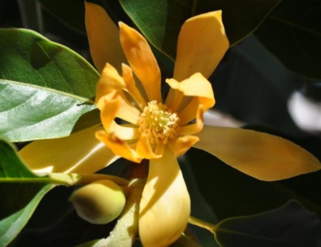 黃玉蘭精油用法 黃玉蘭精油用法