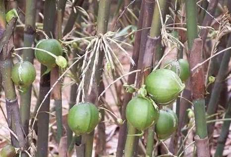 竹子種子發芽方法 竹子種子發芽方法