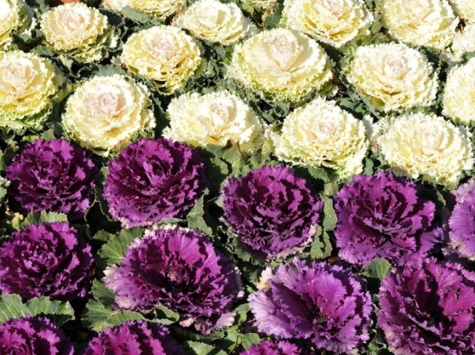 羽衣甘藍營養價值