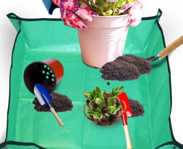 植物移植後照顧 植物移植後照顧