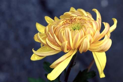 菊花壽命延長 菊花壽命延長