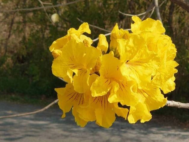 黃花栽培 黃花栽培