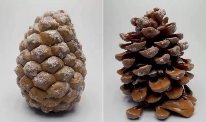 松樹種子發芽方法