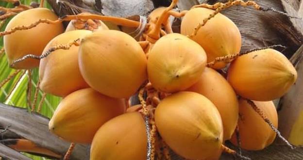 黃椰子果實食用