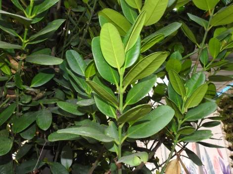 福木葉子變黃處理