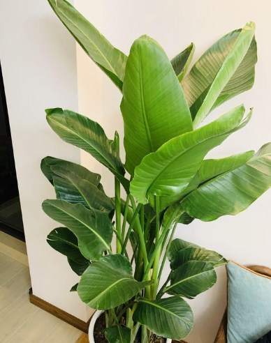 天堂鳥葉子折斷原因 天堂鳥葉子折斷原因