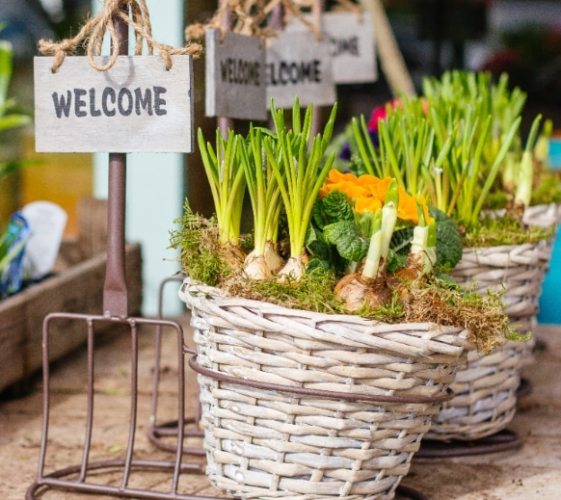 居家种菜 居家种菜