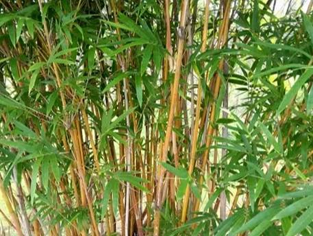 台灣觀賞竹 台灣觀賞竹