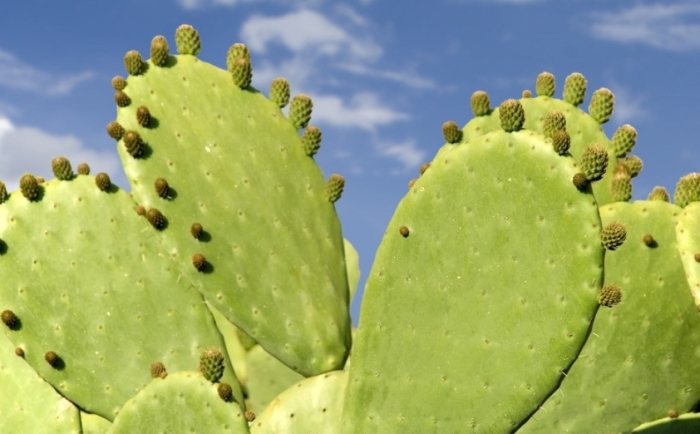 仙人掌养护技巧 仙人掌养护技巧