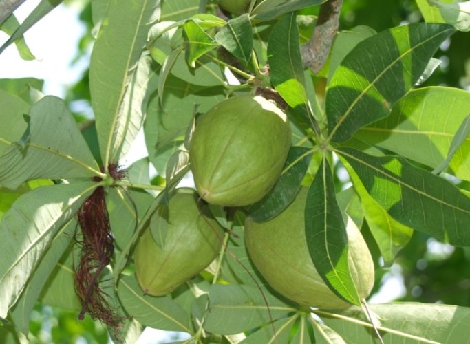 马拉巴栗 照顧 马拉巴栗 照顧