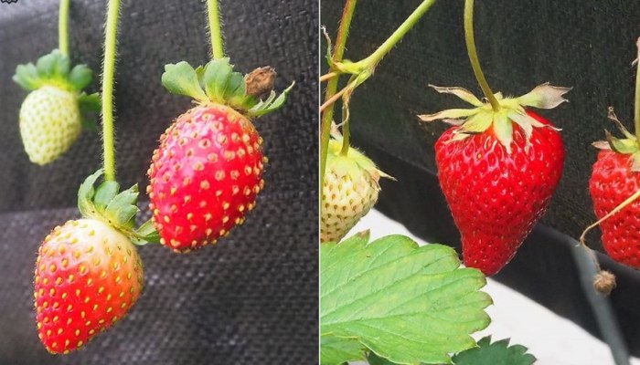 草莓甜度比較 草莓甜度比較