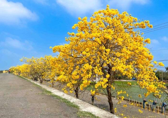 黃花栽培 黃花栽培