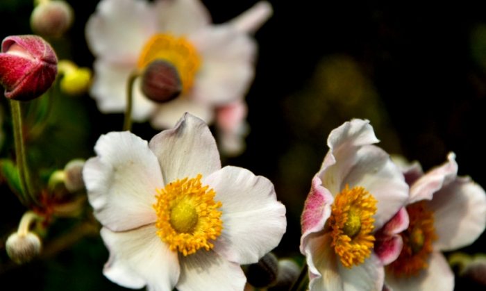 五瓣花圖鑑 五瓣花圖鑑