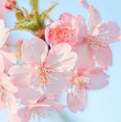 選擇代表花卉 選擇代表花卉