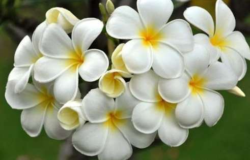 鸡蛋花修剪时间