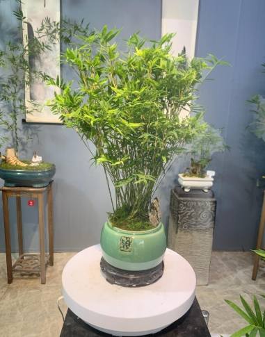 竹子盆栽推薦 竹子盆栽推薦