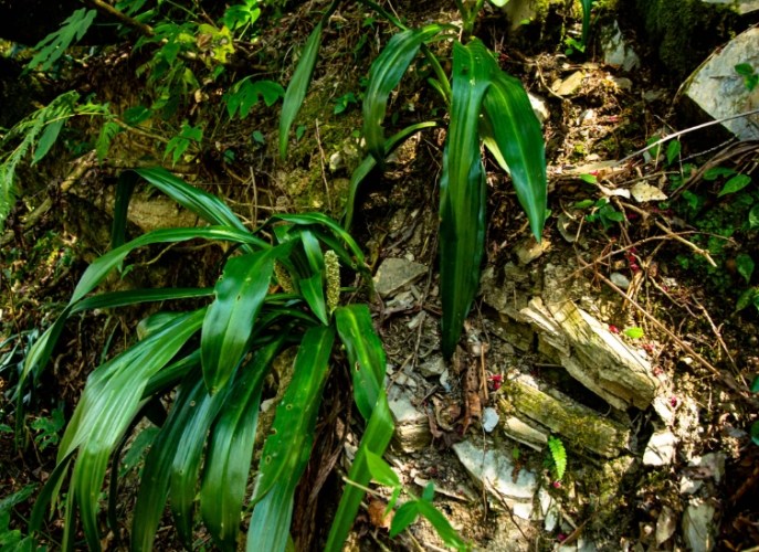 帝王萬年青品種