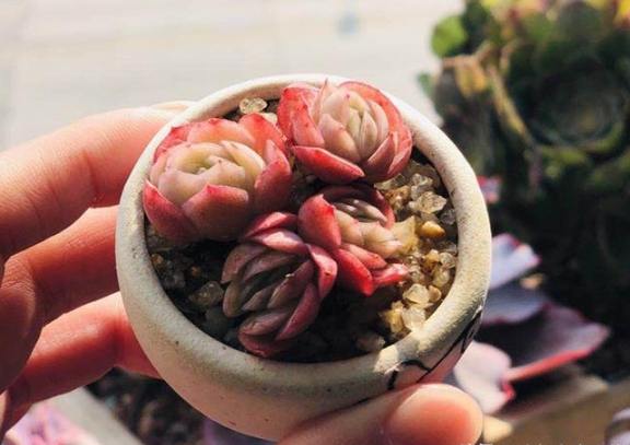 多肉植物冬季養護